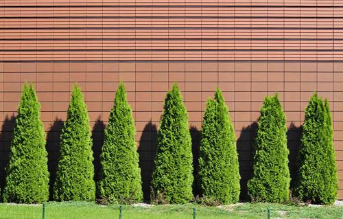 Быстрорастущие деревья и кустарники для сада и дачи. Добавление статьи в новую подборку 08 Быстрорастущие деревья и кустарники для сада и дачи. Добавление статьи в новую подборку 08