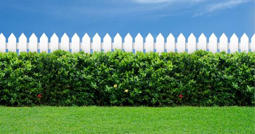 Быстрорастущие деревья и кустарники для сада и дачи. Добавление статьи в новую подборку 05 Быстрорастущие деревья и кустарники для сада и дачи. Добавление статьи в новую подборку 05