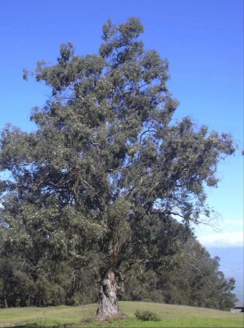 Самые быстрорастущие деревья в мире. Самые быстрые деревья на планете и почему они спешат?