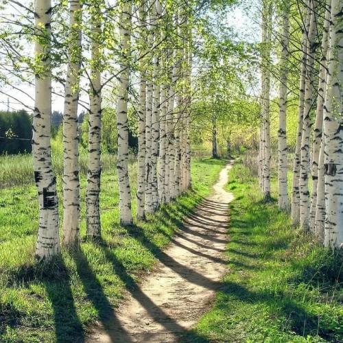 Самые быстрорастущие деревья в мире. Самые быстрые деревья на планете и почему они спешат?