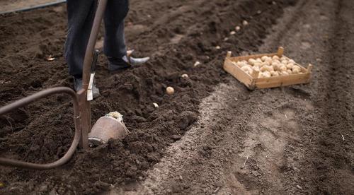 Для посадки, каких овощей 8 июня подходит лучше всего. Что посеять или посадить в июне 2022 года в открытый грунт и теплицу 02 Для посадки, каких овощей 8 июня подходит лучше всего. Что посеять или посадить в июне 2022 года в открытый грунт и теплицу 02