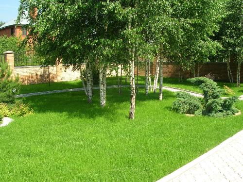 Несколько неприхотливых деревьев для сада. Неприхотливые и быстрорастущие деревья для дачи, которые не требуют ухода и полива