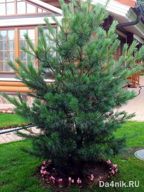 Неприхотливые деревья для улицы. Хвойные деревья