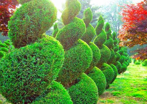 Несколько неприхотливых деревьев для сада. Неприхотливые и быстрорастущие деревья для дачи, которые не требуют ухода и полива 20