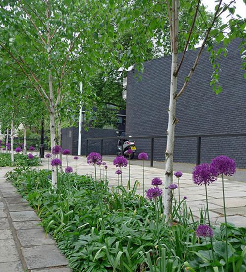 Декоративные деревья для двора. Декоративные деревья для сада – названия, описания, фото