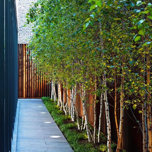 Декоративные деревья для двора. Декоративные деревья для сада – названия, описания, фото