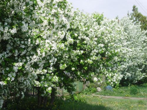 Несколько неприхотливых деревьев для сада. Неприхотливые и быстрорастущие деревья для дачи, которые не требуют ухода и полива