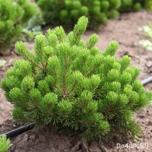 Неприхотливые деревья для улицы. Хвойные деревья