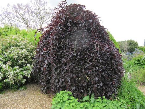 Низкорослые декоративные деревья для сада. Декоративные деревья для небольших участков