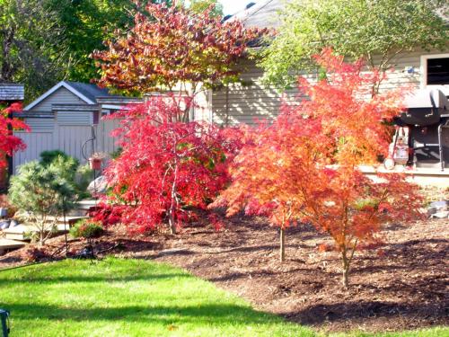 Несколько неприхотливых деревьев для сада. Неприхотливые и быстрорастущие деревья для дачи, которые не требуют ухода и полива