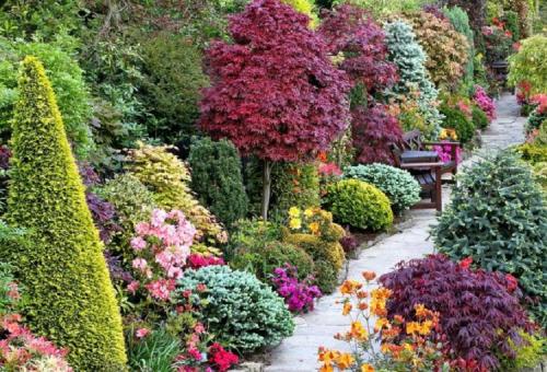 Быстрорастущие неприхотливые деревья. Классификация растений по темпам роста