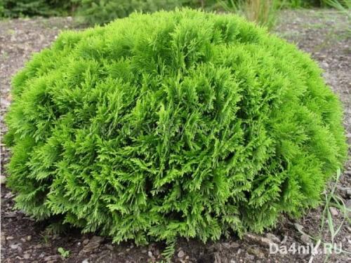 Неприхотливые деревья для улицы. Хвойные деревья