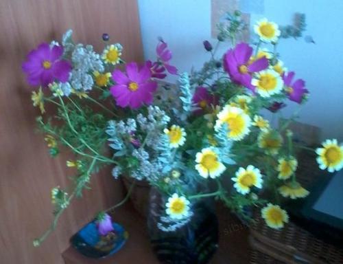 Самые неприхотливые сельскохозяйственные культуры. Добавление статьи в новую подборку 05