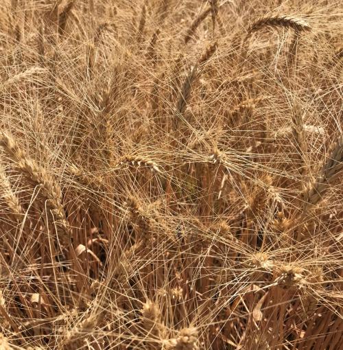 Самые неприхотливые сельскохозяйственные культуры. Добавление статьи в новую подборку 10