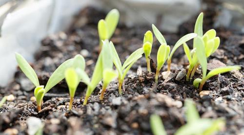 Топ-10 дачных культур для начинающего огородника. Полный список культур, которые сеют прямо в грунт, а не на рассаду: цветы, овощи, зелень 02