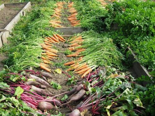 Топ-10 дачных культур для начинающего огородника. Полный список культур, которые сеют прямо в грунт, а не на рассаду: цветы, овощи, зелень 07