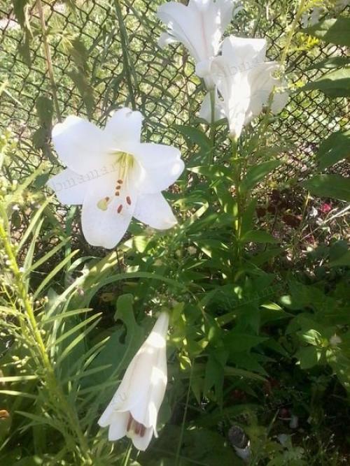 Самые неприхотливые сельскохозяйственные культуры. Добавление статьи в новую подборку 04