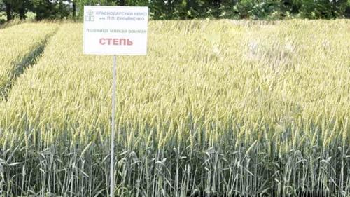 Самые неприхотливые сельскохозяйственные культуры. Добавление статьи в новую подборку 13