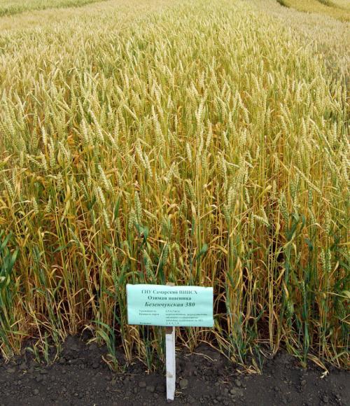 Самые неприхотливые сельскохозяйственные культуры. Добавление статьи в новую подборку 11