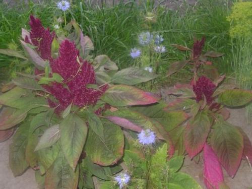 Самые неприхотливые сельскохозяйственные культуры. Добавление статьи в новую подборку 08