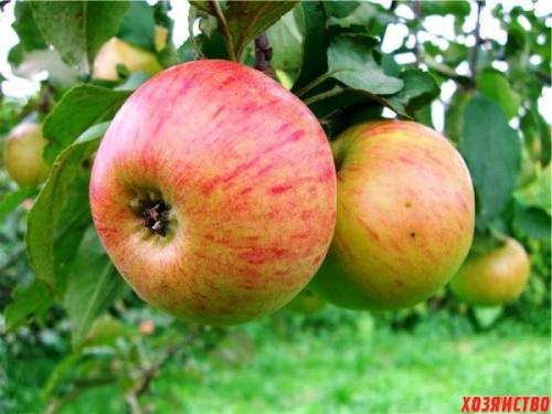 5 самых неприхотливых садовых культур