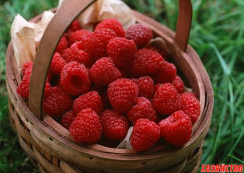 5 самых неприхотливых садовых культур