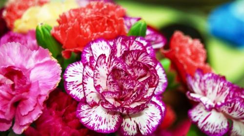 Неприхотливые садовые цветы, цветущие все лето. Многолетние цветы для дачи, цветущие все лето