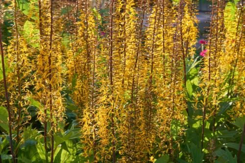 Самые неприхотливые цветы для дачи многолетники. Неприхотливые многолетние цветы для дачи