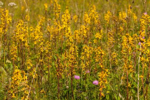 Самые неприхотливые цветы для дачи многолетники. Неприхотливые многолетние цветы для дачи