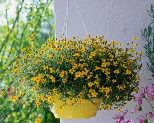 Неприхотливые уличные цветы в горшках. Цветы в горшках на улице, что посадить и как создать условия для долгого цветения