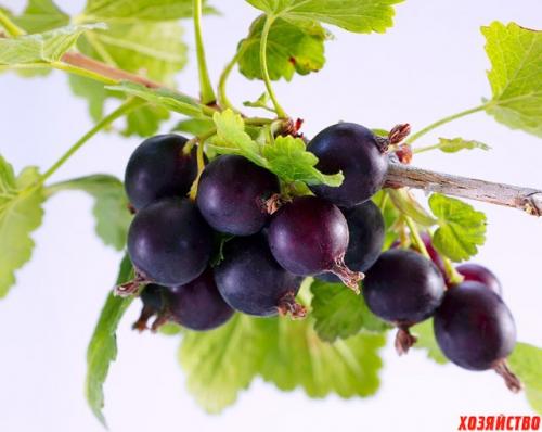 5 самых неприхотливых садовых культур