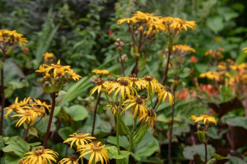 Самые неприхотливые цветы для дачи многолетники. Неприхотливые многолетние цветы для дачи