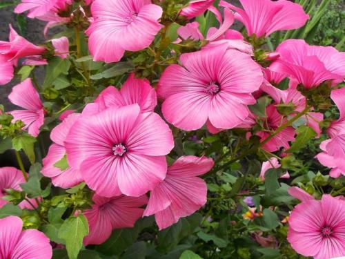 16 самых неприхотливых растений для дачи. Однолетние неприхотливые растения