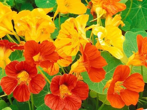 16 самых неприхотливых растений для дачи. Однолетние неприхотливые растения