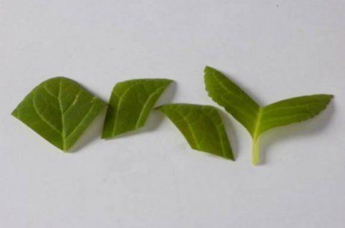 Размножение комнатных растений листьями. Размножение цветов листовыми черенкам