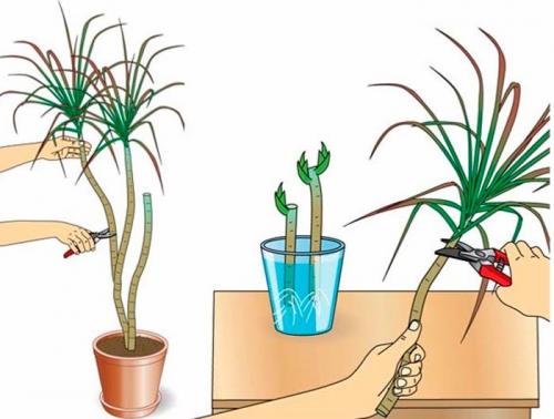 Размножение ампельных комнатных растений. Размножение комнатных растений черенками