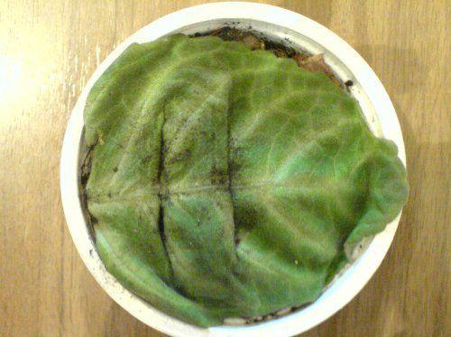 Размножение комнатных растений листьями. Размножение цветов листовыми черенкам