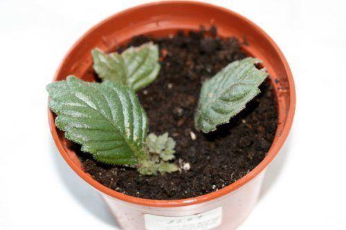 Размножение комнатных растений листьями. Размножение цветов листовыми черенкам