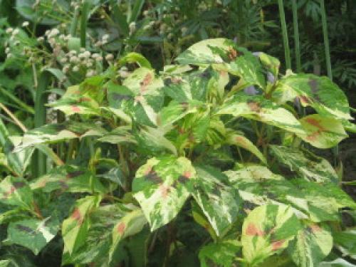 14 растений для влажной почвы. Растения для влажных мест сада