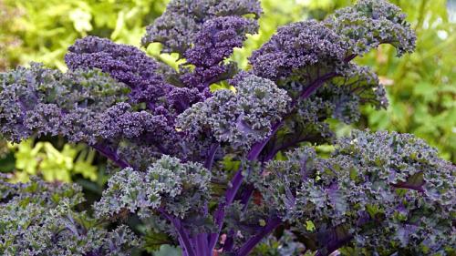 Самые неприхотливые овощи и травы для.. Что посадить в огороде дачнику, у которого не хватает времени на постоянный уход