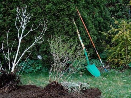 14 растений для влажной почвы. Растения для влажных мест сада 09 14 растений для влажной почвы. Растения для влажных мест сада 09