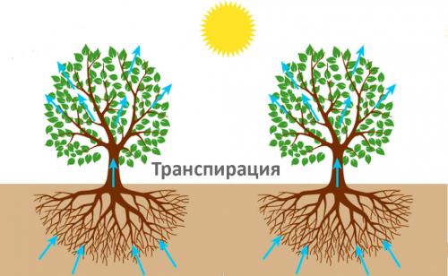 14 растений для влажной почвы. Растения для влажных мест сада 10