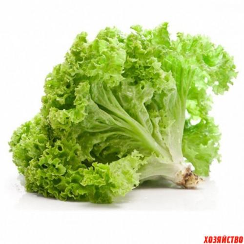 Самые урожайные овощи. Топ-5 урожайных огородных культур