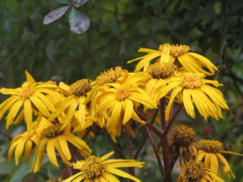 14 растений для влажной почвы. Растения для влажных мест сада