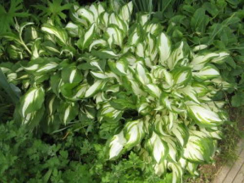 14 растений для влажной почвы. Растения для влажных мест сада