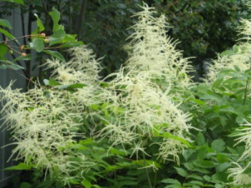 14 растений для влажной почвы. Растения для влажных мест сада 04 14 растений для влажной почвы. Растения для влажных мест сада 04