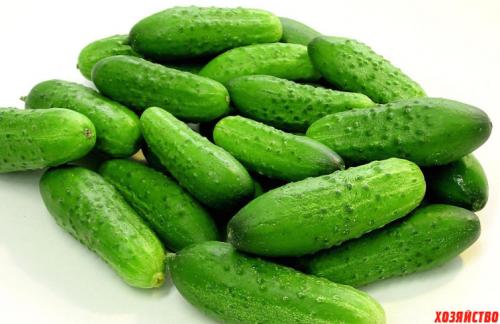 Самые урожайные овощи. Топ-5 урожайных огородных культур