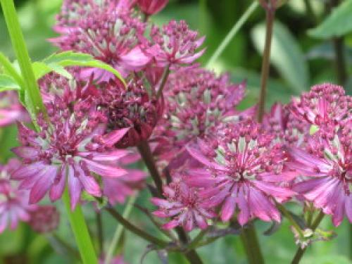 14 растений для влажной почвы. Растения для влажных мест сада