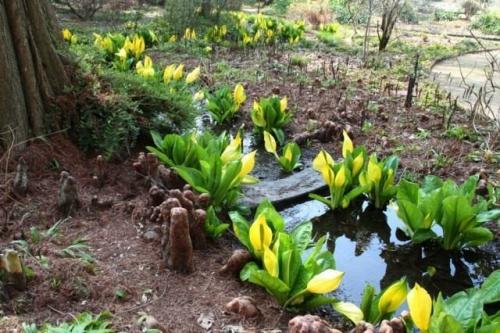 14 растений для влажной почвы. Растения для влажных мест сада 12