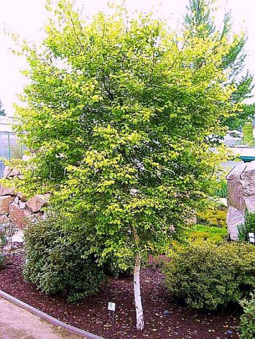 Деревья-насосы. Береза пушистая.